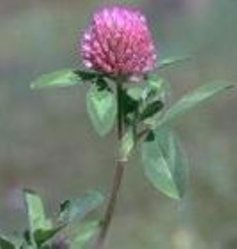 Red Clover Herb Extract